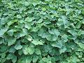 Barrenwort or Bishop’s Hat / Epimedium x warleyense